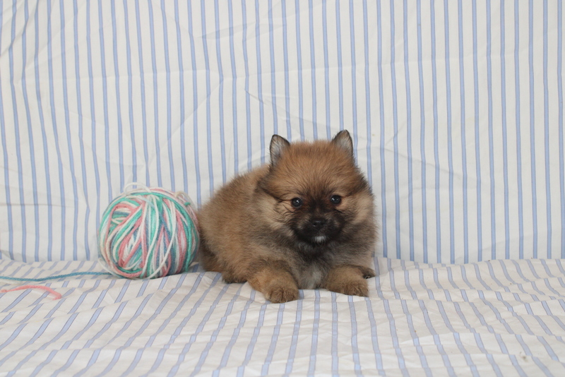 puppy, for, sale, Pomeranian, Matthew B. Stoltzfus, dog, breeder, Gap, PA, dog-breeder, puppy-for-sale, forsale, nearby, find, puppyfind, locator, puppylocator, aca